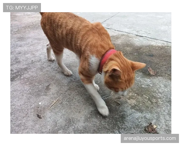 张琳芃家的狗都吃进口粮，我还在纠结泡面加不加蛋